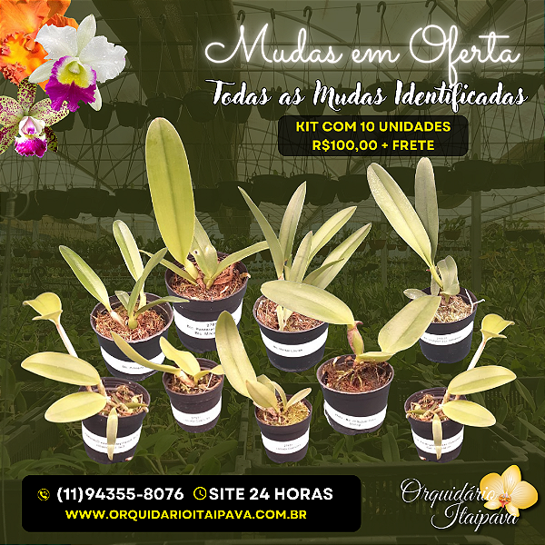 Kit Especial de 10 Mudas Identificadas 🎀