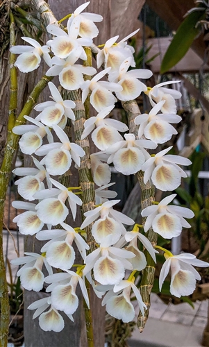 Dendrobium Cretaceum