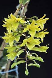 Dendrobium Cerinum