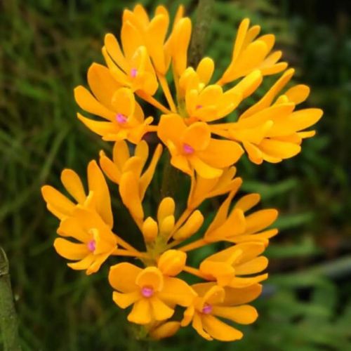 Dendrobium Trichostomum