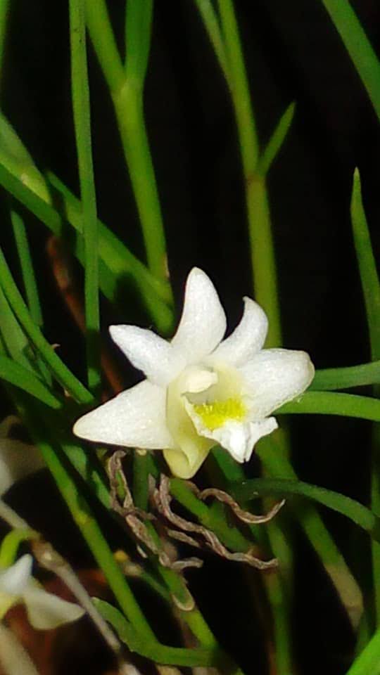 Dendrobium Equitans - Planta adulta