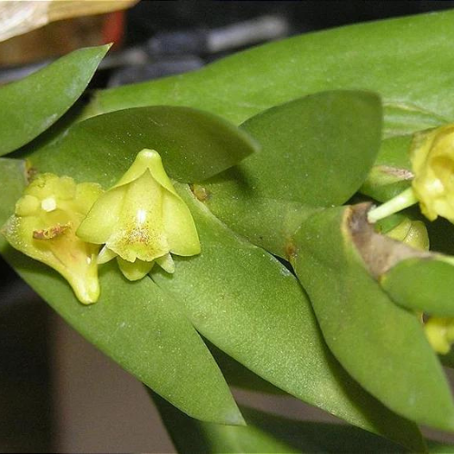 Dendrobium Sec. Aporum