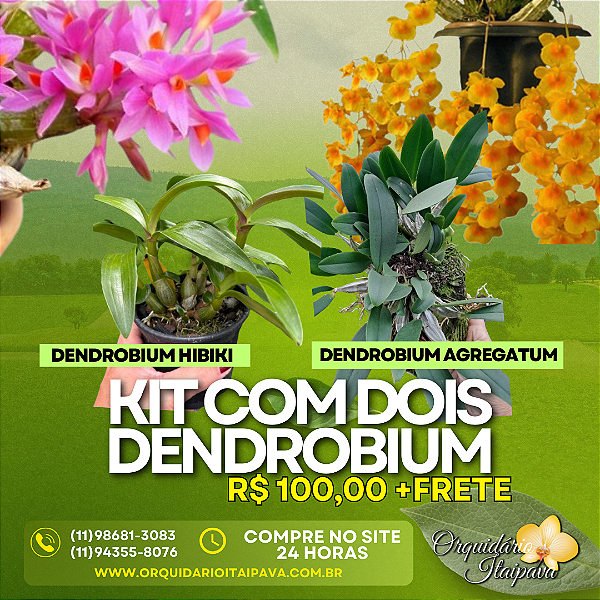 Kit 2 Dendrobiuns - Hibiki e Agregatum