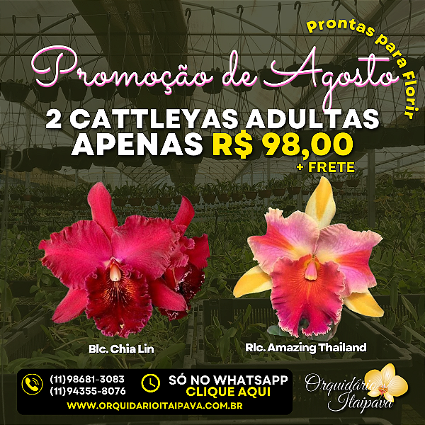 Dupla de Cattleyas - Chia-Lin e Amazing Thailand