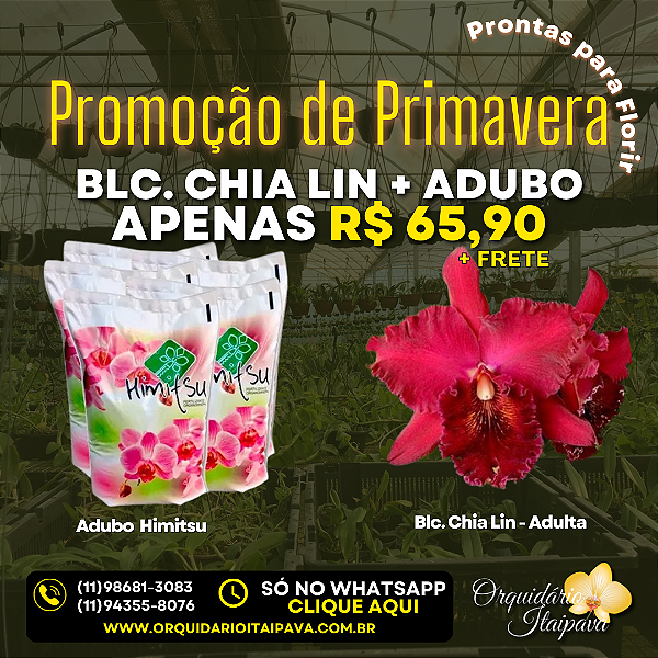 Blc. Chia Lin + Adubo de Brinde