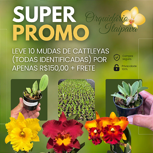 Super Promoção -  Kit 10 Plantas