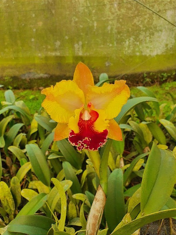 Blc. Chia Lin 'New City' x Blc. Goldenzelle 'Lemon Chiffon' - Adulta