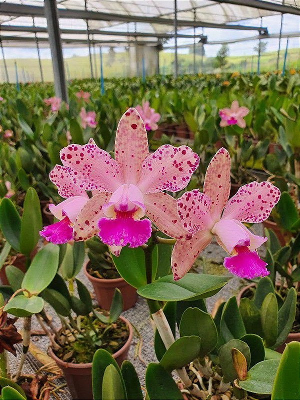 Blc. Durigan - Adulta