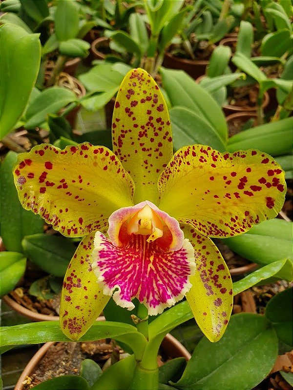 Blc. Durigan "Phoenix" - Adulta