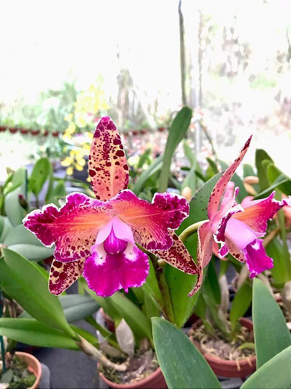 Blc. Durigan Aquarius - Adulta