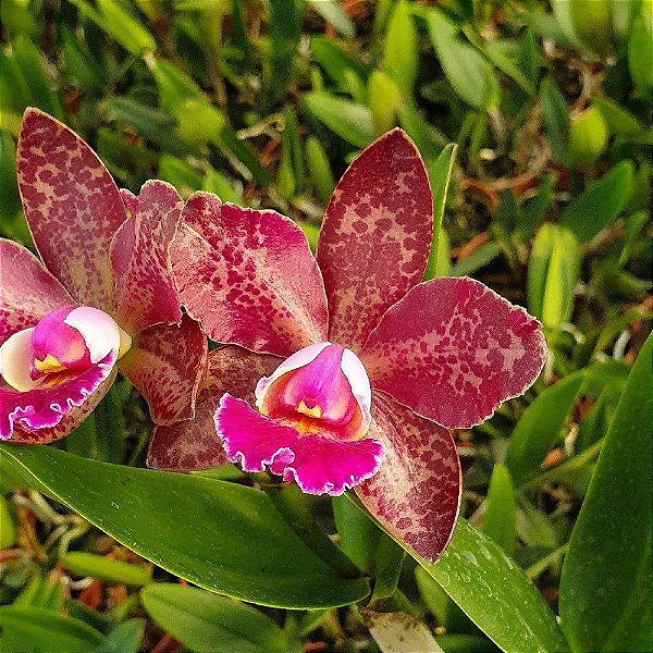 Blc. Durigan Iris - Adulta