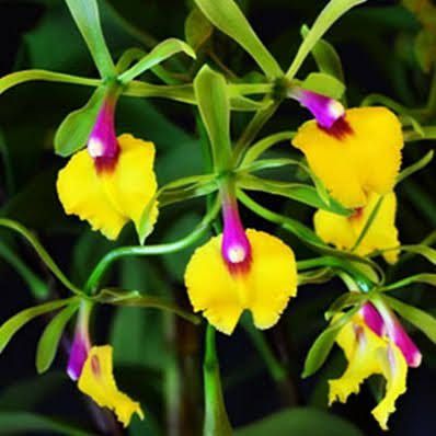 Epicattleya Rene Marques - Adulta