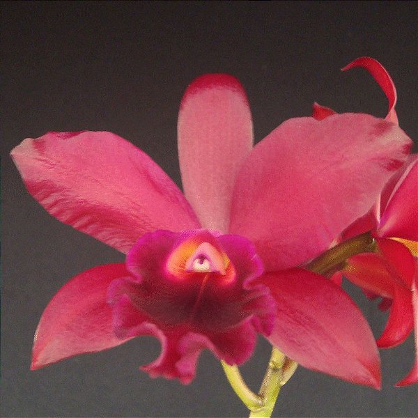 Lc. Suzuki´s Red Star - Adulta
