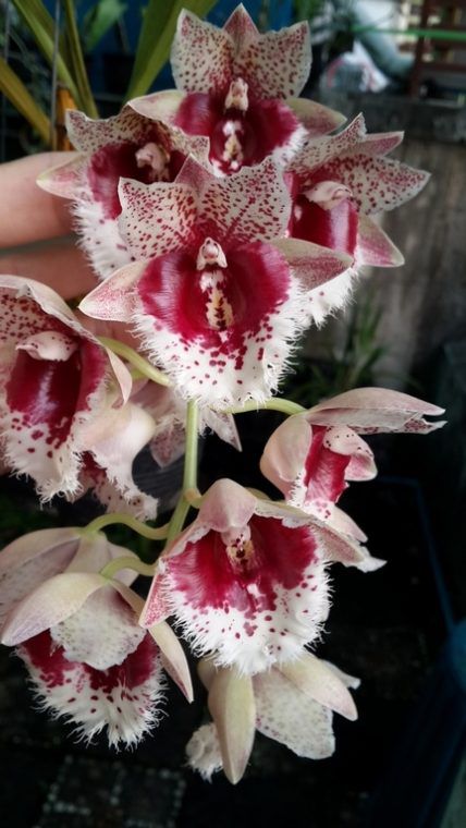 Clowesia Penang Waltz - Adulta