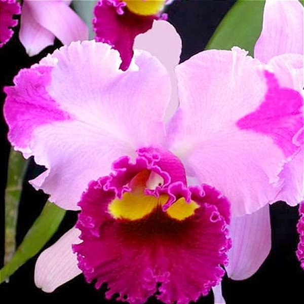 Cattleya Dream Paradise - Planta Adulta