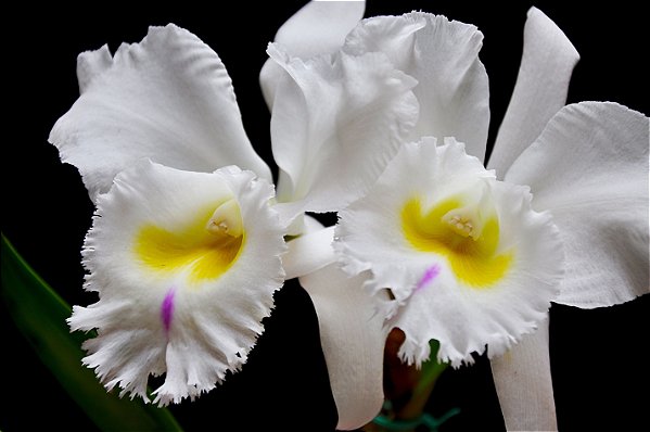 Blc. Pastoral  Innocence