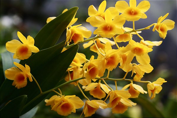 Dendrobium Chrysotoxum pote 15