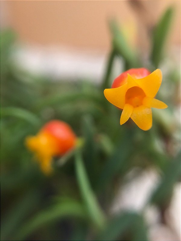 Mediocalcar Decoratum