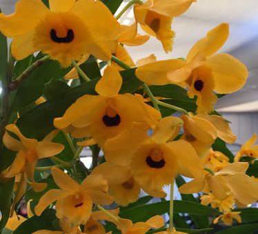 Dendrobium Fimbriatum - Pré-adulta