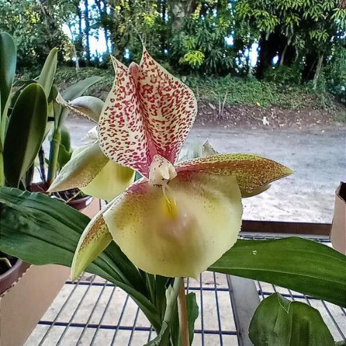 Catasetum Sumani ' Ctsm.Pileatum x Ctsm Saccatum '