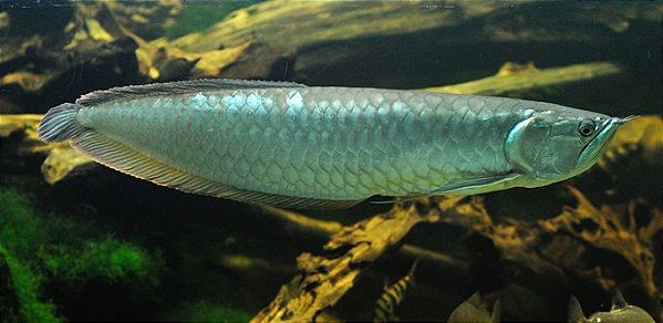 Aruanã Prata 20-35cm