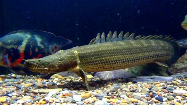 POLYPTERUS BICHIR 20CM