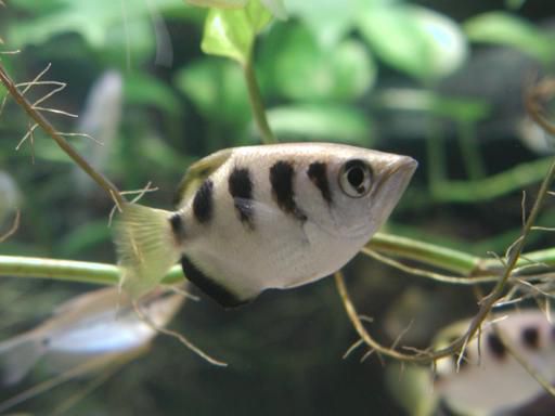 ARQUEIRO 7CM