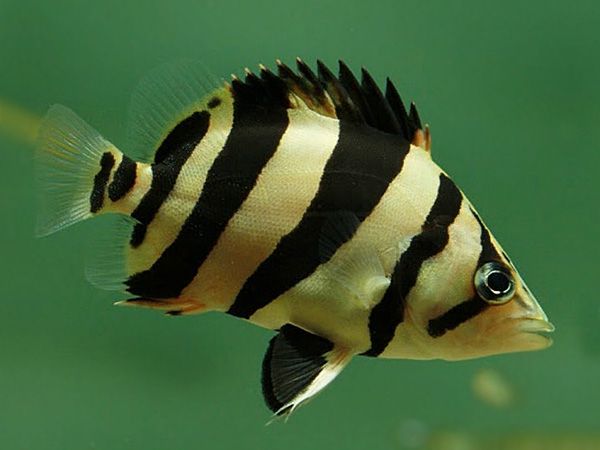 Datnoids Microleps 12cm