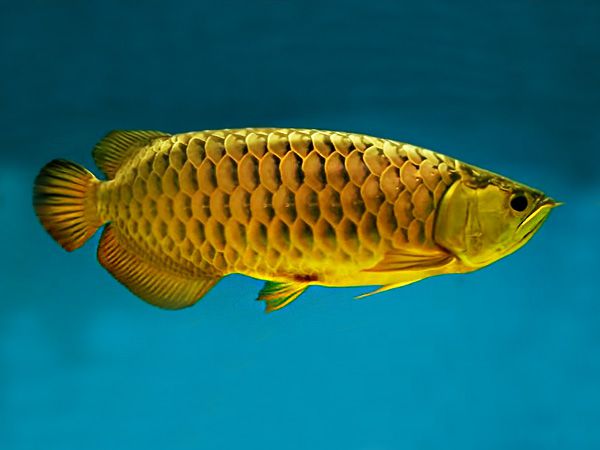 Aruanã Asiática Crossback Golden Premium 50cm
