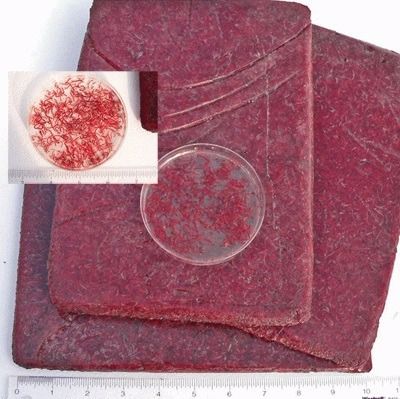 Bloodworms puro congelado 1kg