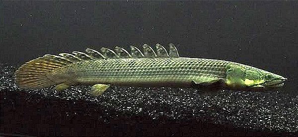 POLYPTERUS WEEKSII 15CM