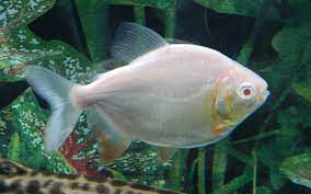 PACU ALBINO 4CM
