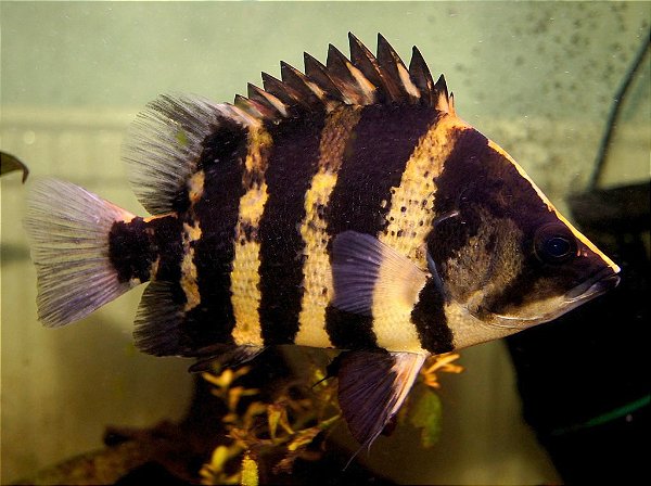 DATNIOIDES CAMPBELLI 10cm