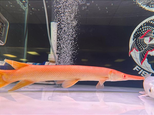 Atractosteus Albino 38cm