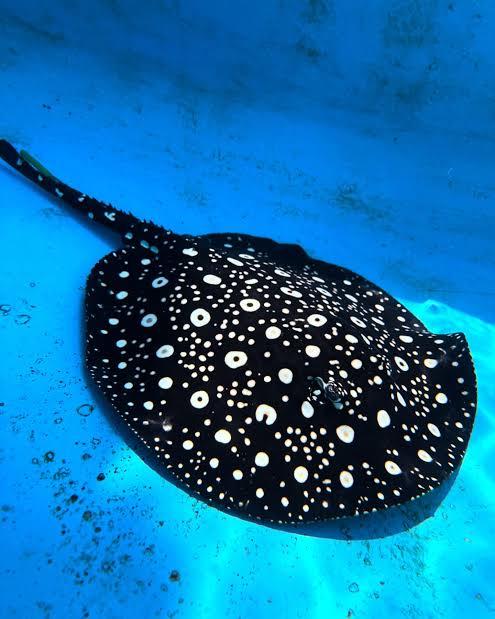 Arraia Leopoldi Ilha Negra 45cm de raio