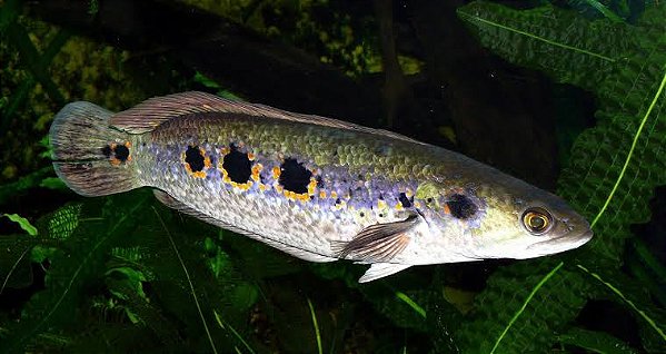 Channa Pleurophtalma 40cm (SnakeHead)