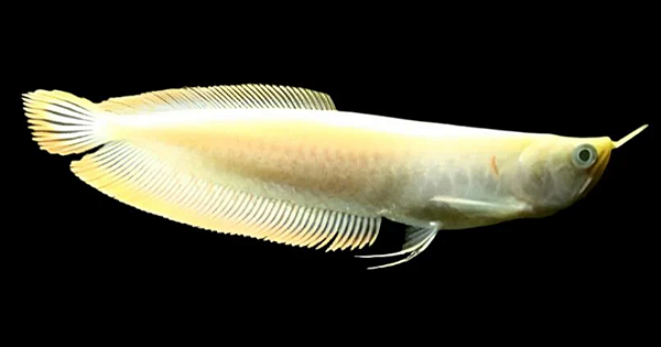 Aruanã Banana Albina 15-20cm