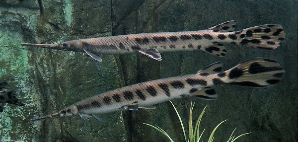 Lepsosteus Osseus 20-30cm