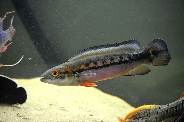 Jacunda Marmorata 25cm