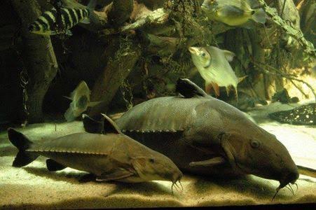Oxydora Niger 15cm