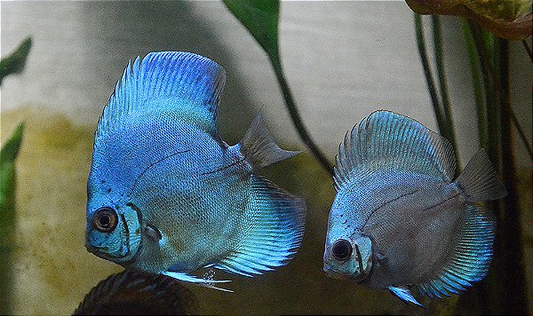 Disco Blue Diamond 7cm