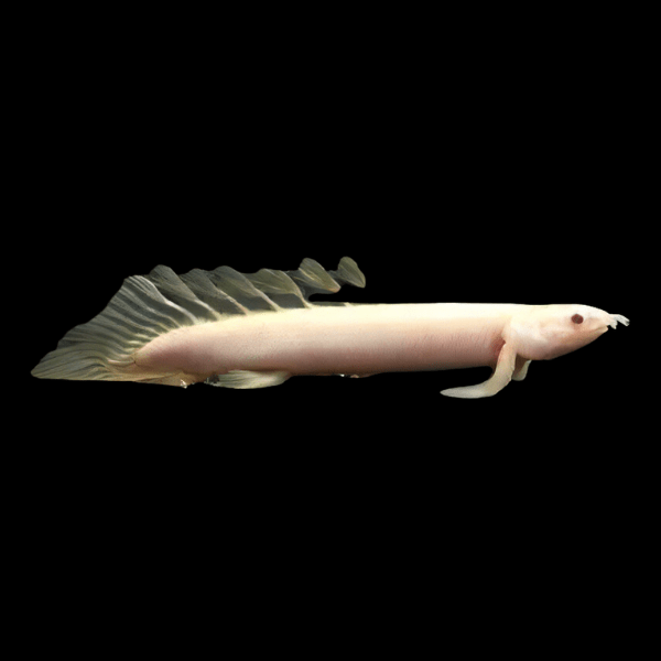 Polypterus Albino Hi-Fin 15-18cm