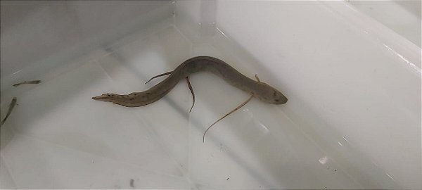 Protopterus (Lungfish) 13/18cm