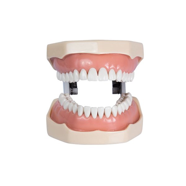 Manequim Odontológico 32 Dentes Marfim 3000 - MOM