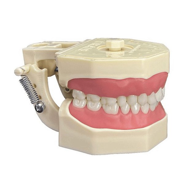 Manequim Dentística 101 - Orais