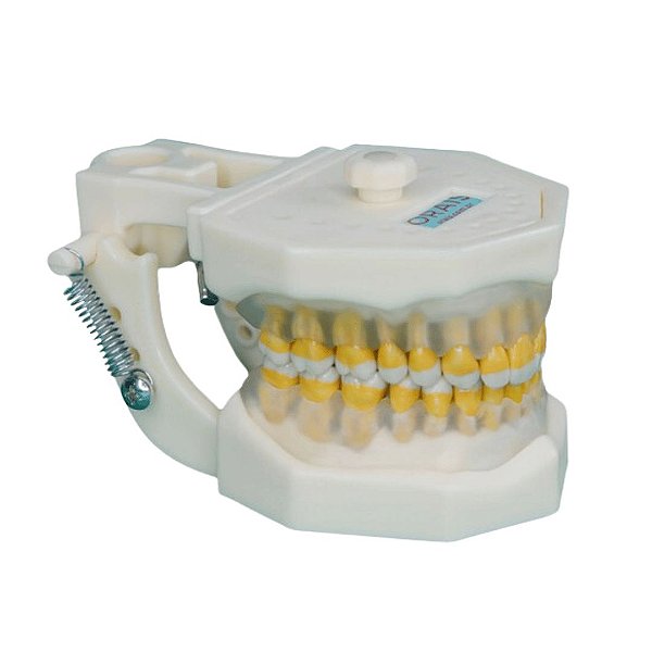 Manequim Periodontia 300 - Orais