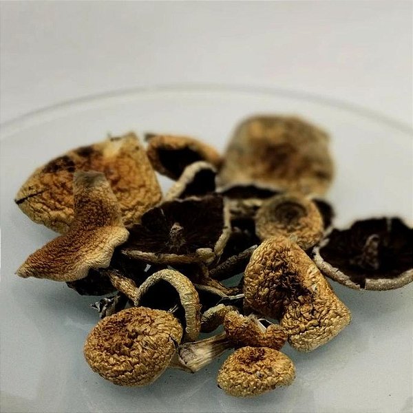 Psilocybe cubensis 2g