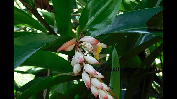 EXTRATO CONCENTRADO DE COLONIA