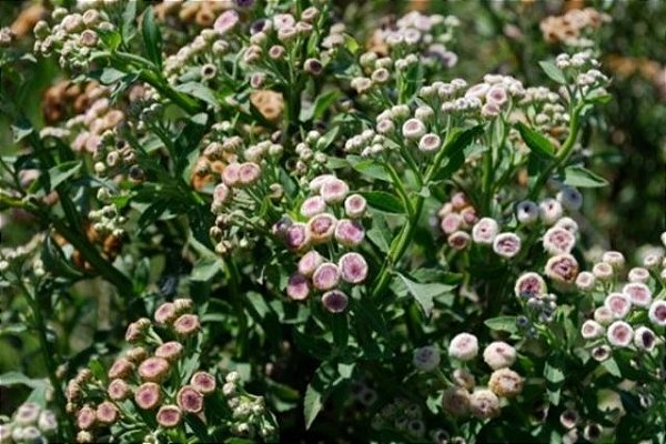 EXTRATO CONCENTRADO( Saúde da Mulher)E AMORA, QUITOCO E RUBIM (MENOPAUSA) 150ml