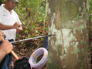 KIT DE ÓLEO DE COPAÍBA, ÓLEO DE ANDIROBA, ÓLEO DE PRACAXI E SEIVA DE SANGUE DE DRAGÃO 30ML CADA